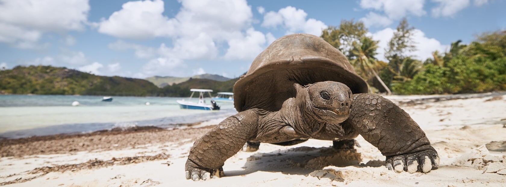 Aldabra Island in the Seychelles : all about relaxation