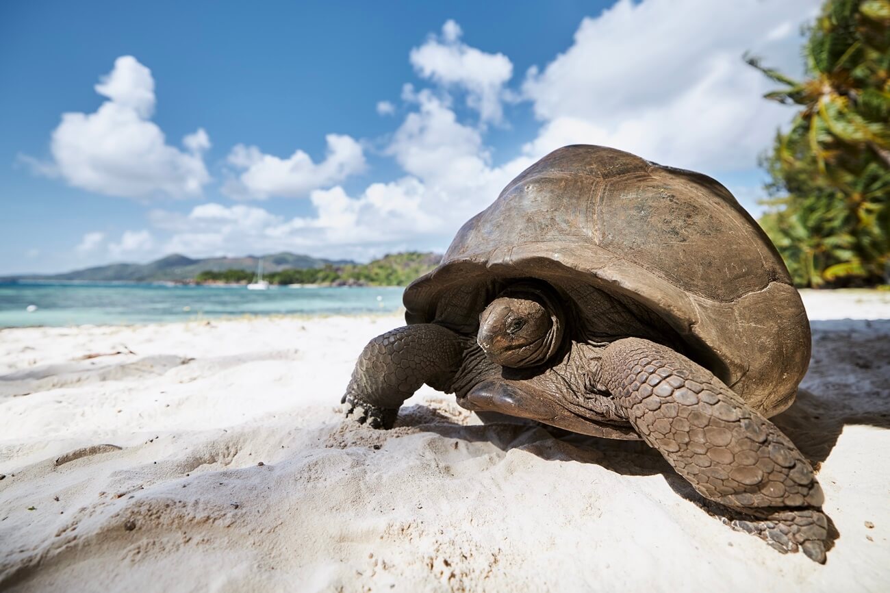 Aldabra Island in the Seychelles : all about relaxation
