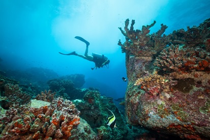 Diving in Fiji: features, best sites and prices