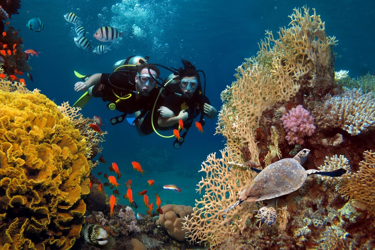 Plongée aux Maldives: saison, prix, meilleurs endroits et caractéristiques