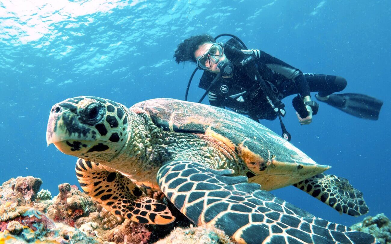 Fish Head in the Maldives – Dive Site and Nearby Resorts