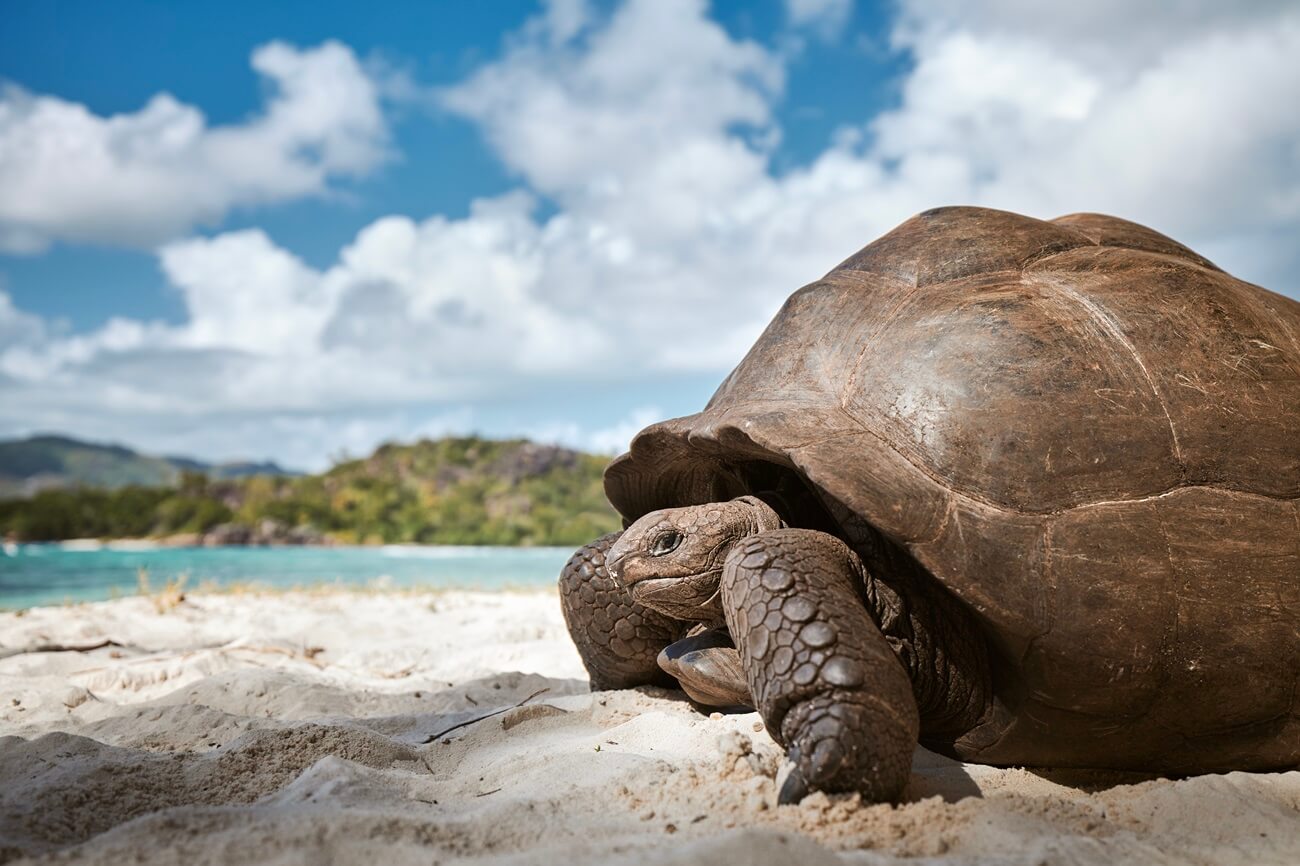 Giant turtles in the Seychelles : how and where to see them