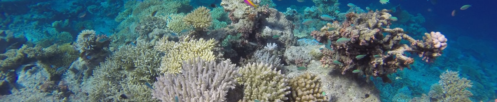 Проект Reefscapers на Мальдивах: как принять участие