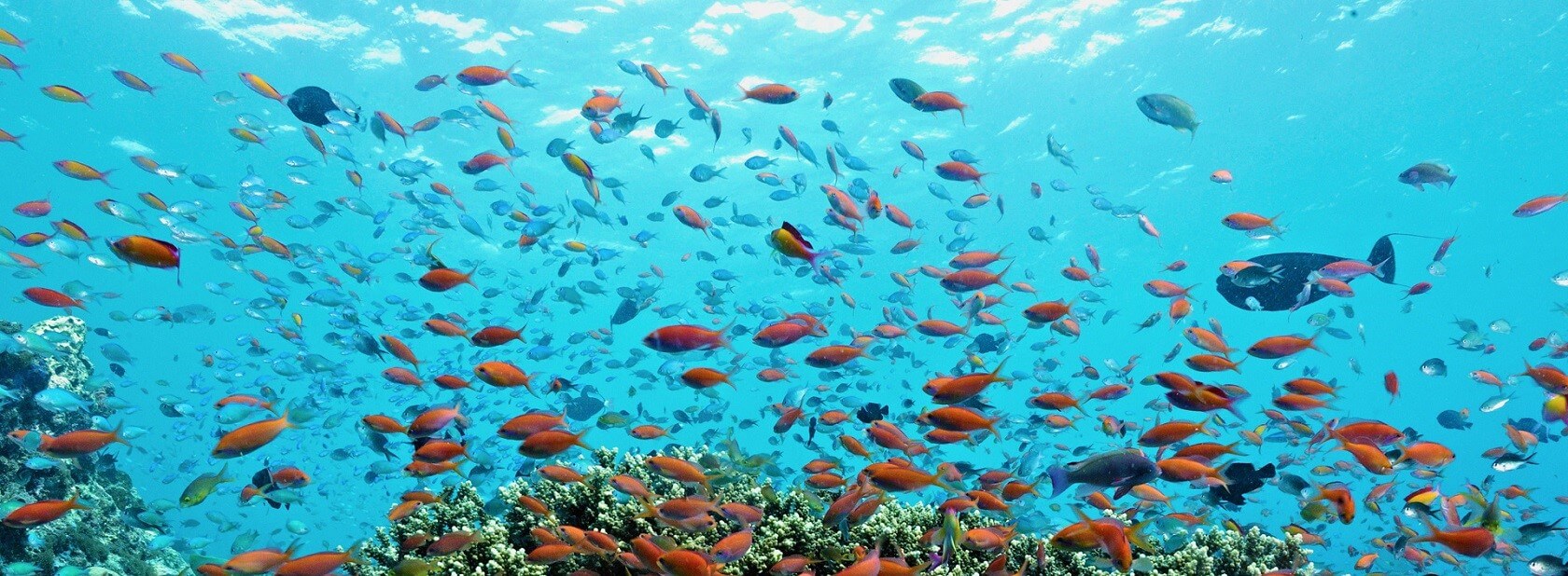 Best dive centers in Maldives