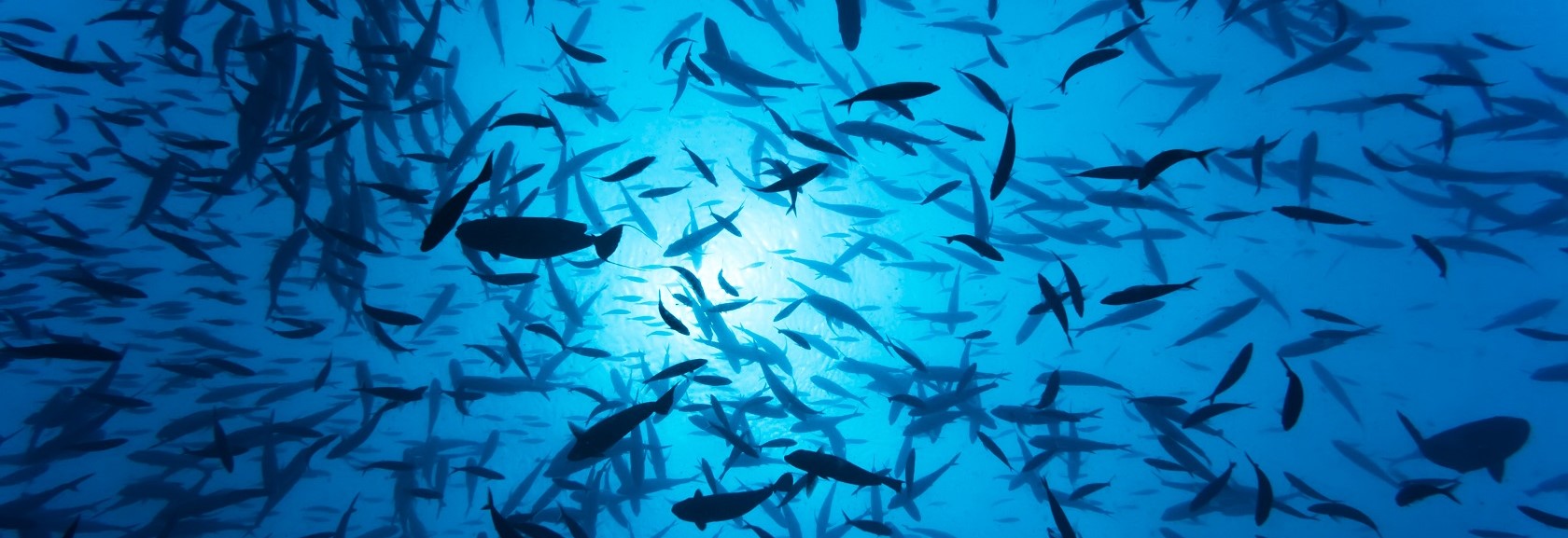 Pêche aux Maldives : quoi pêcher, quand, lieux, prix, bons plans