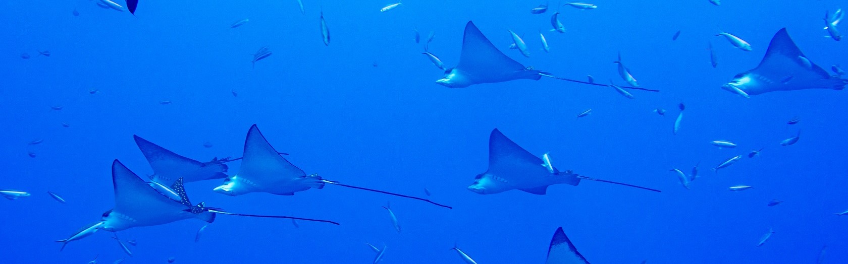 Raies Manta aux Maldives : où vous pouvez voir des raies pastenagues