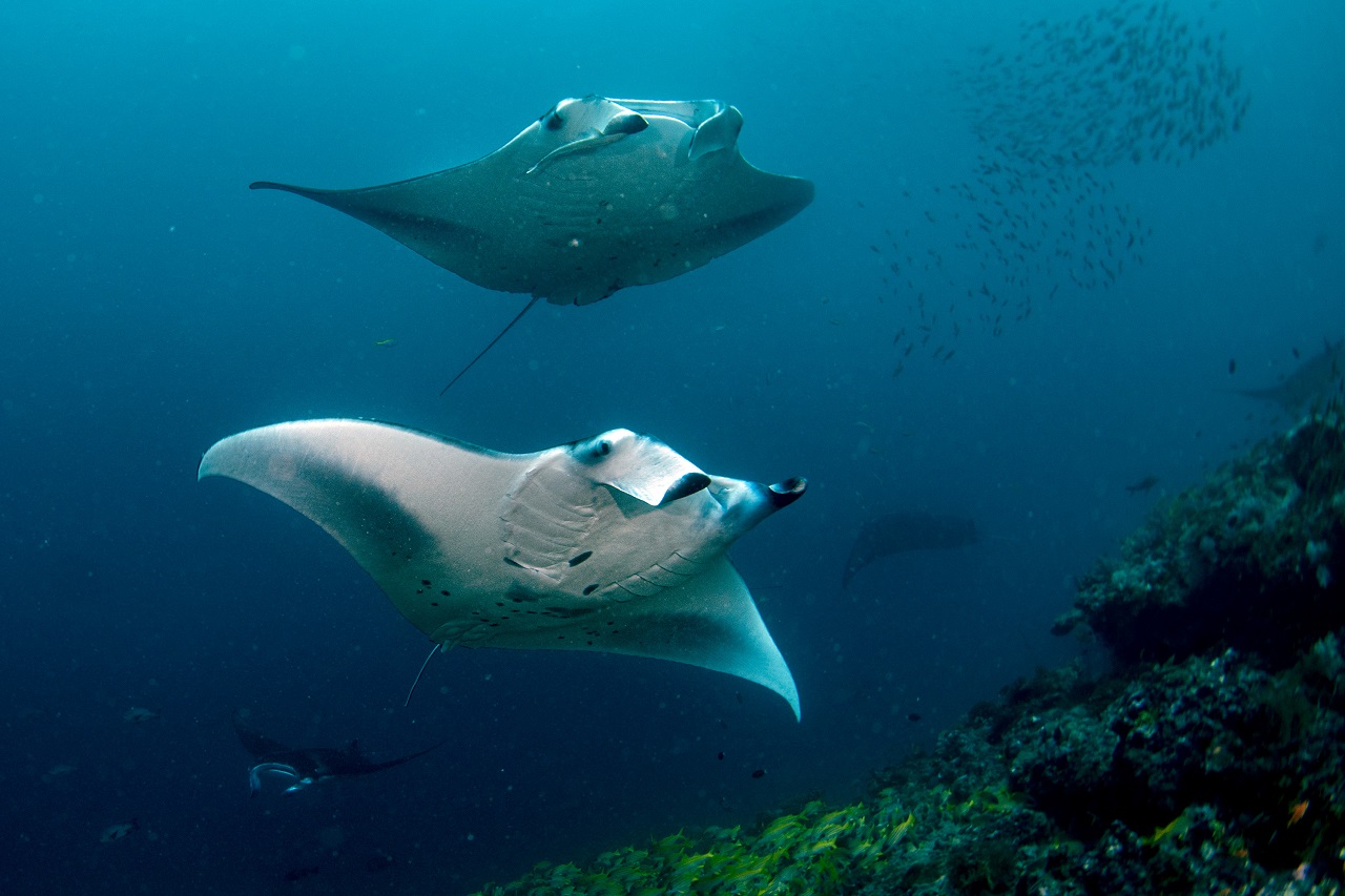 Manta rays in the Maldives: where you can see stingrays