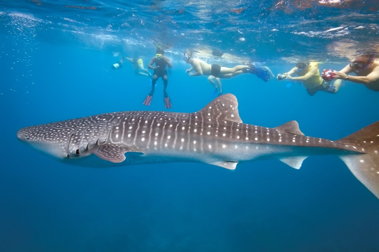 Quels requins trouve-t-on aux Maldives