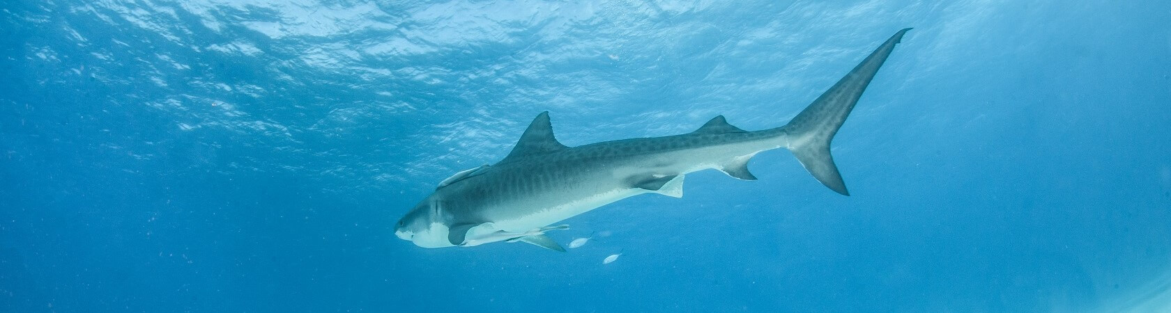 Tiger Zoo - underwater zoo in the Maldives