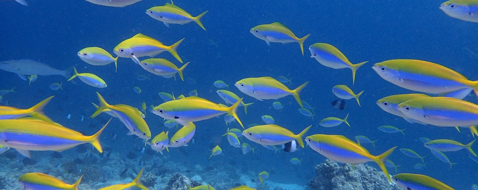 What animals can be seen on the reefs of the Maldives: from whale sharks to parrot fish