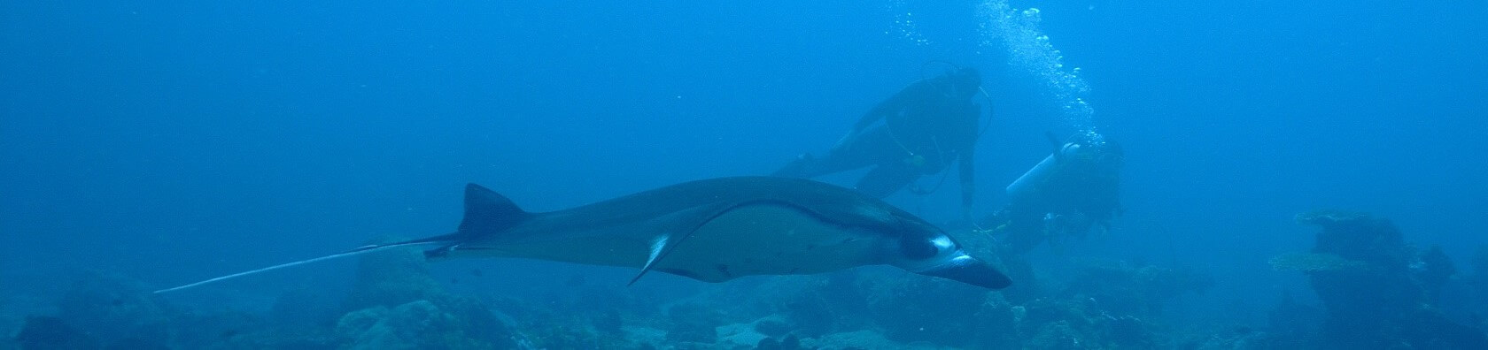 Les meilleurs hôtels des Maldives pour nager avec les requins baleines et les raies manta
