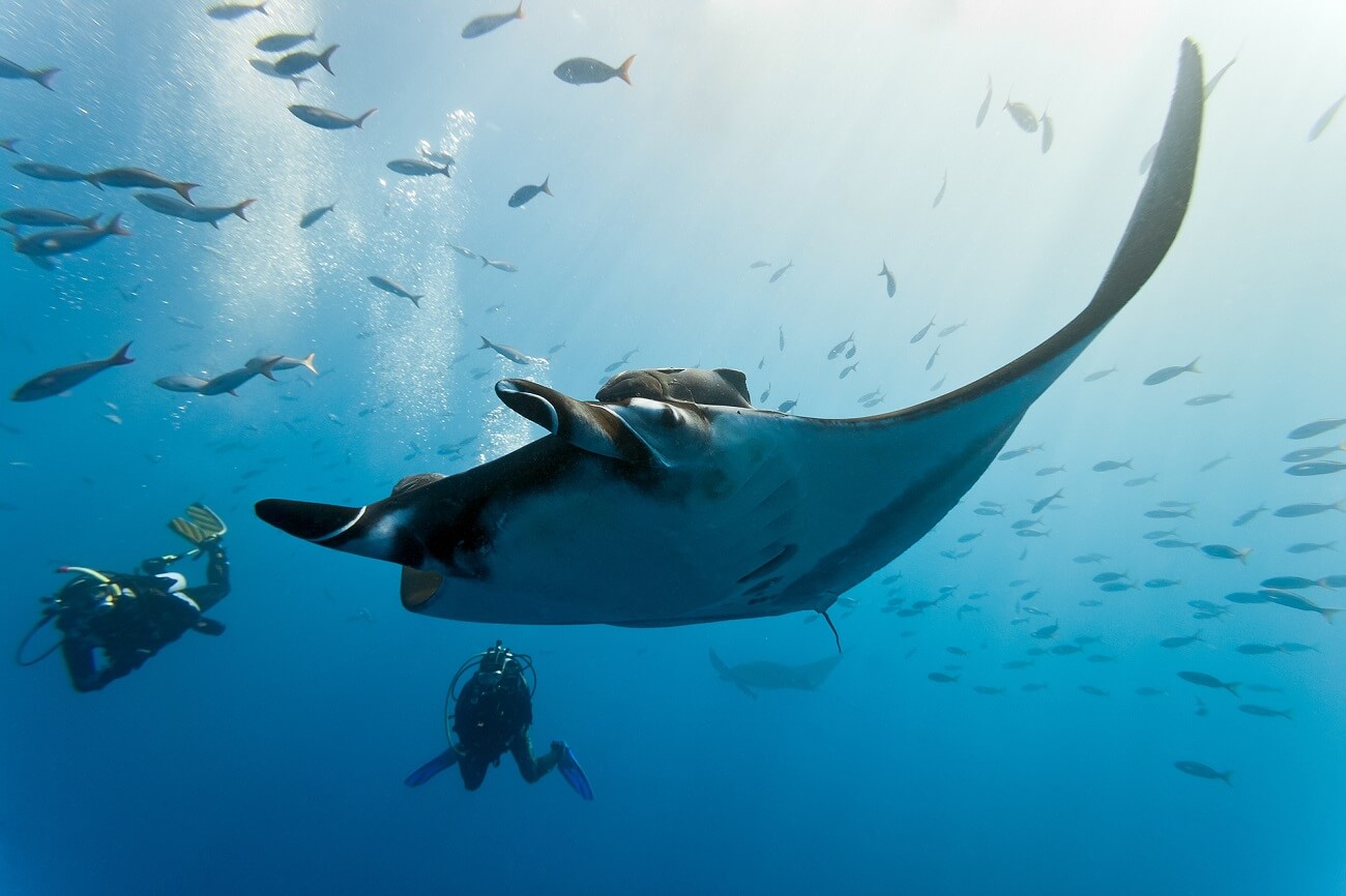 Лучшие отели Мальдив для плавания с китовыми акулами и скатами манта