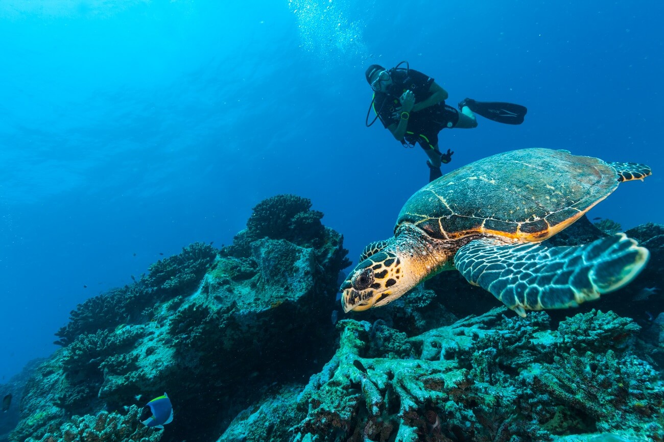 Diving in Seychelles: best places, prices, training