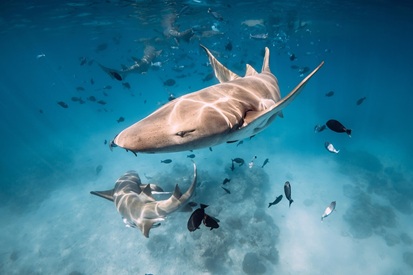 Sharks in the Maldives: what are there, where to see them, safety