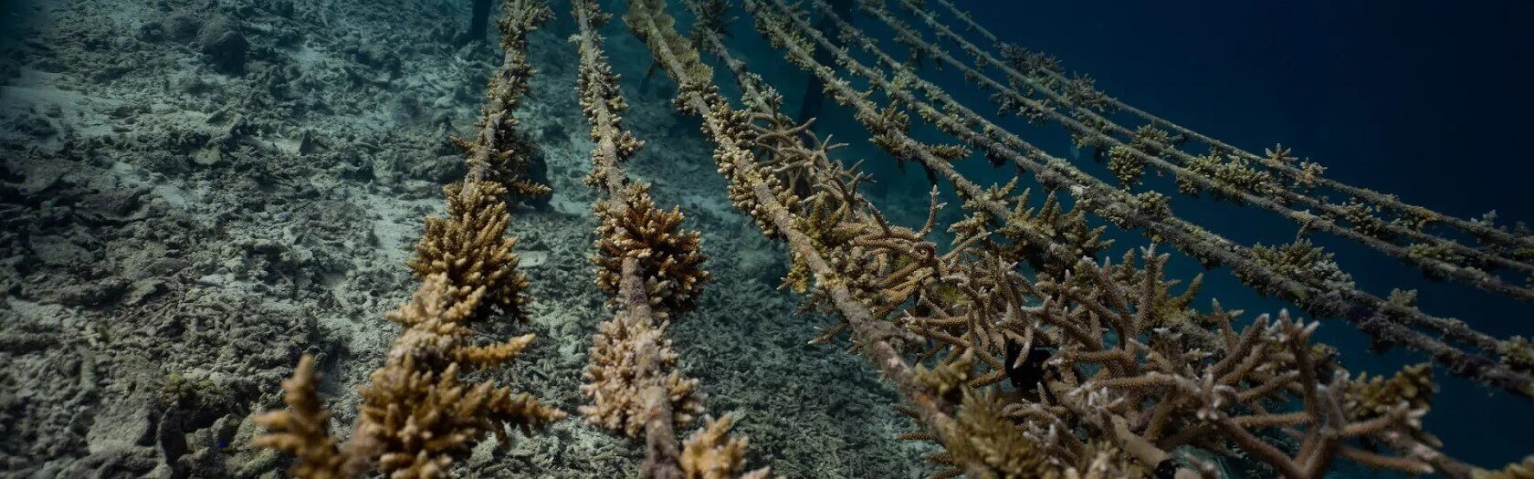 Where to plant corals and feed turtles in the Maldives