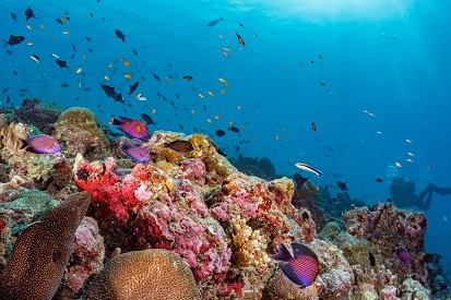 Где на Мальдивах высаживать кораллы и кормить черепах