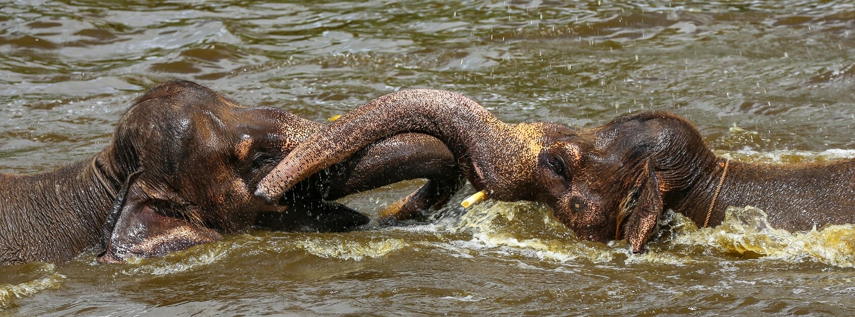 Парк слонов на Бали - почему стоит посетить, предложения и цены
