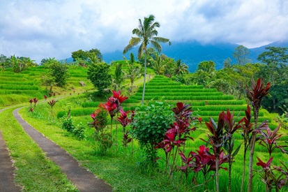 Как выращивают рис на Бали - уникальные террасы острова