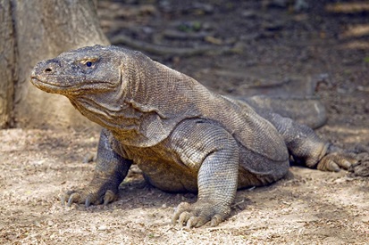 Dragons Komodo en Indonésie - où les voir