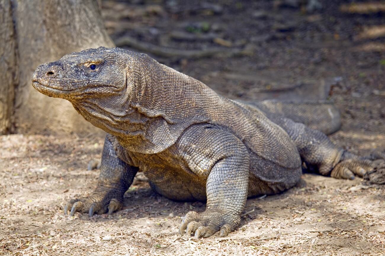 Dragons Komodo into Indonesia - where to see them