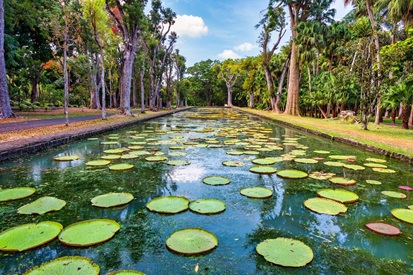 Pamplemousses Botanical Garden in Mauritius: what to see, ticket prices and how to get there
