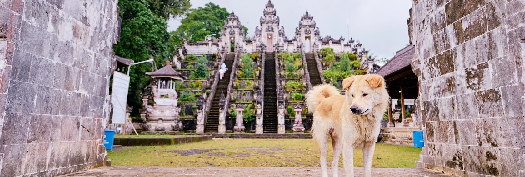 Отели Бали pet-friendly: для проживания с домашними животными