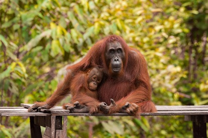 Where to see orangutans in Sumatra: the best places for wildlife travel